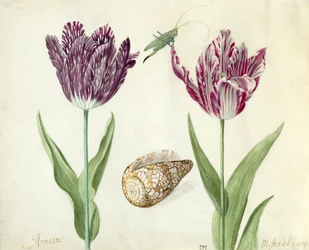 Deux tulipes, une coquille et un criquet, 1637-45